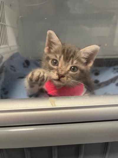 Powder wearing her vest in the incubator